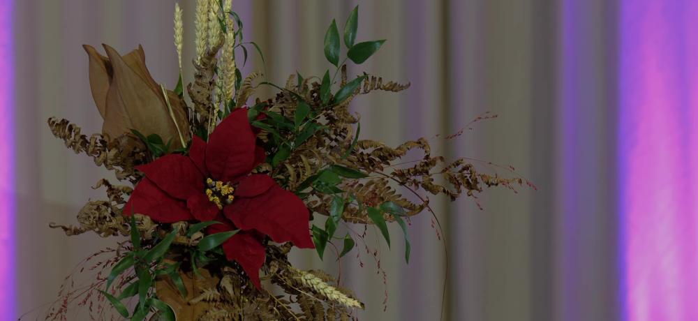 julblomma